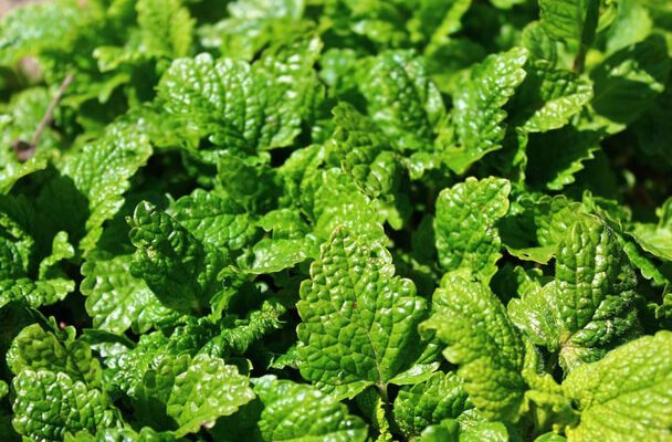 Citromf Melissa Officinalis ltet se Gondoz sa Szapor t sa Kezd 