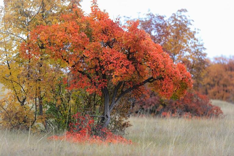 Cserszömörce (Cotinus coggygria)