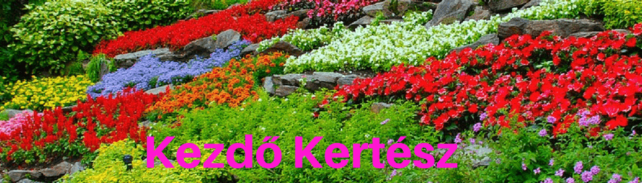 A Glox nia csuporka Jellemz i Ig nyei Gondoz sa Szapor t sa 