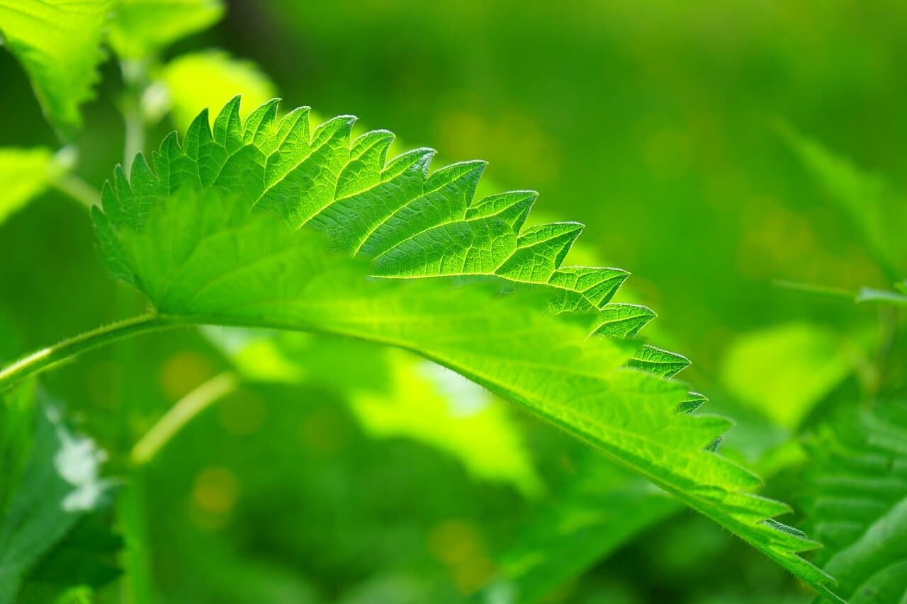 Csalán (Urtica dioica) gyógynövény
