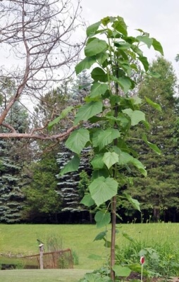 A császárfa (Paulownia) jellemzése, ültetése és gondozása