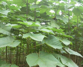 A császárfa (Paulownia) jellemzése, ültetése és gondozása