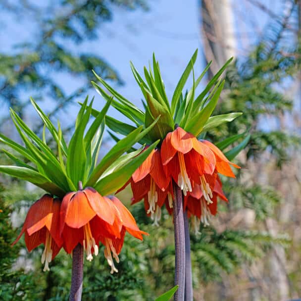 Császárkorona (Fritillaria imperialis) ültetése, gondozása, szaporítása