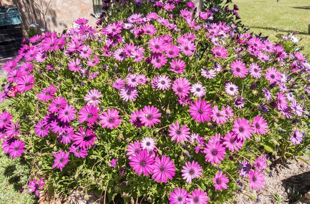 Cseppecskevir g Osteospermum Ecklonis ltet se Gondoz sa 