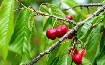 A cseresznye (Prunus subg. Cerasus) gondozása, ültetése, szaporítása, fajtái