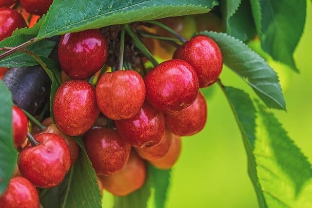 A cseresznye (Prunus subg. Cerasus) gondozása, ültetése, szaporítása, fajtái