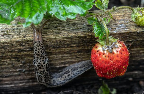 Csigák a kertben – mit tehetünk ellenük?