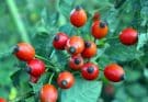 Csipkebogyó (Rosa canina)