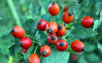 Csipkebogyó (Rosa canina)