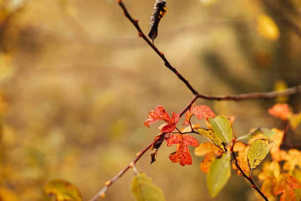 Dísznövények gondozása ősszel