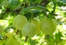 Az egres (Ribes uva-crispa) ültetése és gondozása a kertben