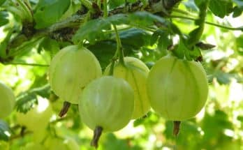 Az egres (Ribes uva-crispa) ültetése és gondozása a kertben