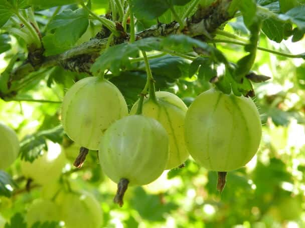 Az egres (Ribes uva-crispa) ültetése és gondozása a kertben