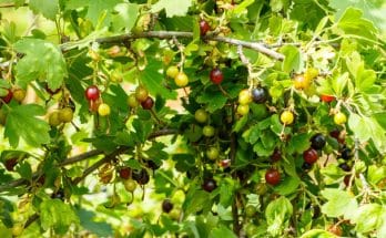 Az egres (Ribes uva-crispa) ültetése és gondozása a kertben