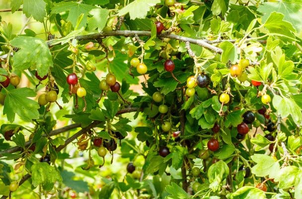 Az egres (Ribes uva-crispa) ültetése és gondozása a kertben