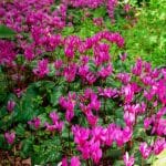 Erdei ciklámen (Cyclamen purpurascens) ültetése, gondozása, szaporítása