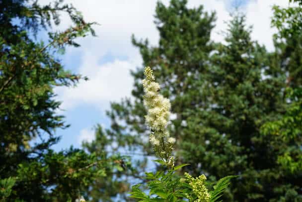 Északi Tollasgyöngyvessző (Sorbaria sorbifolia) ültetése, gondozása, szaporítása