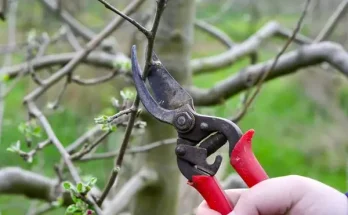 Mikor lehet metszeni a cseresznyefát?