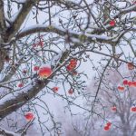 Gyümölcsfa ápolás a hideg időszakban