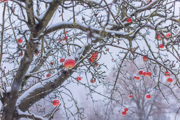 Gyümölcsfa ápolás a hideg időszakban