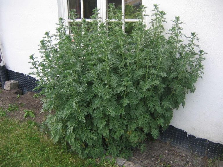 Fehér üröm (Artemisia absinthium)
