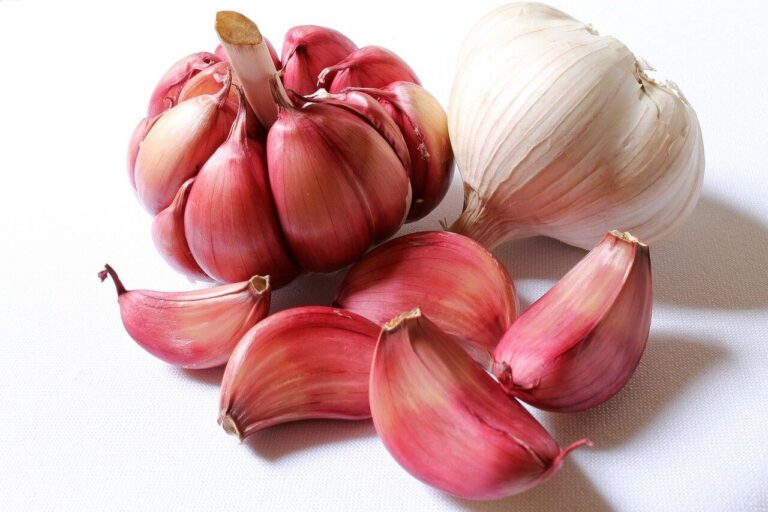 Fokhagyma (Allium sativum)