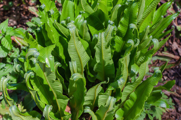 Gímpáfrány (Asplenium scolopendrium) ültetése, gondozása, szaporítása