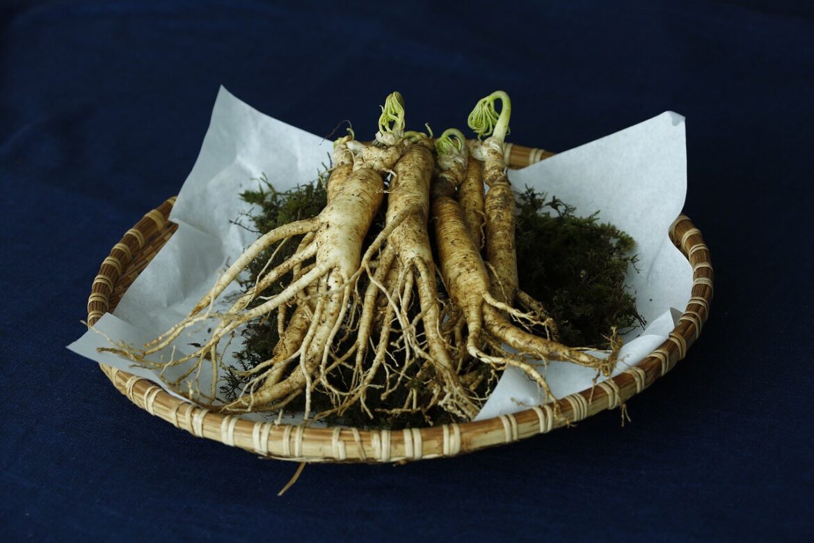 Ginseng (Panax) gyógynövény