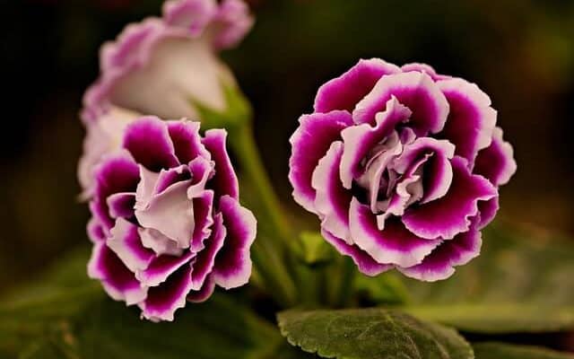 A Glox nia csuporka Jellemz i Ig nyei Gondoz sa Szapor t sa 