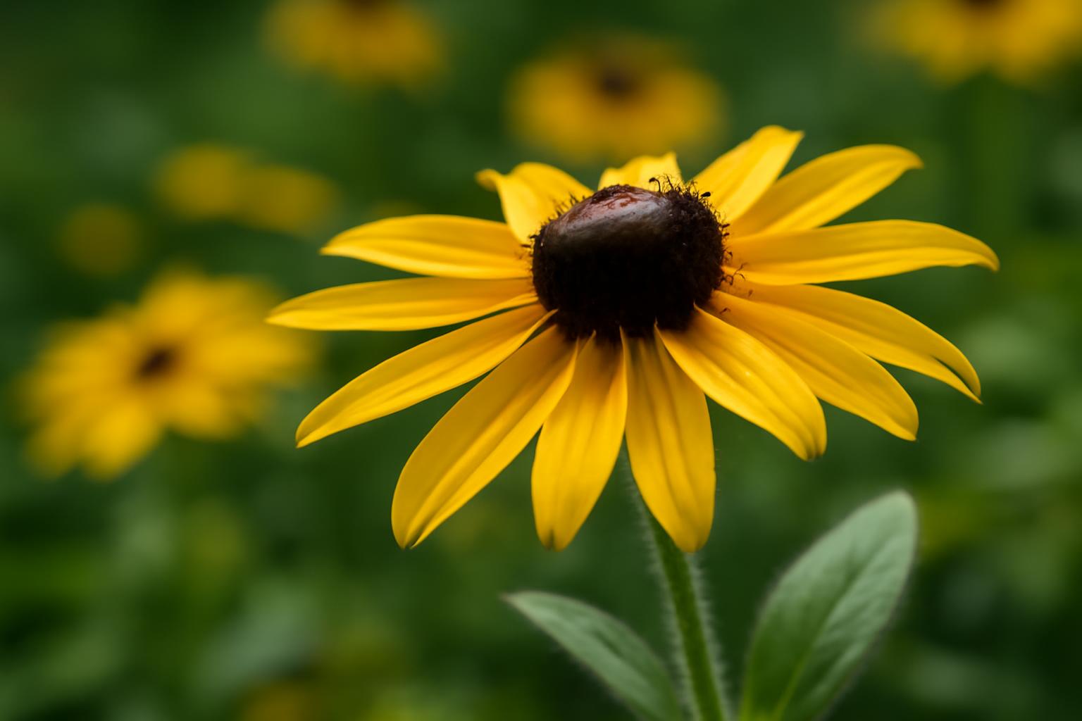 A borzas kúpvirág (Rudbeckia hirta) bemutatása, gondozása