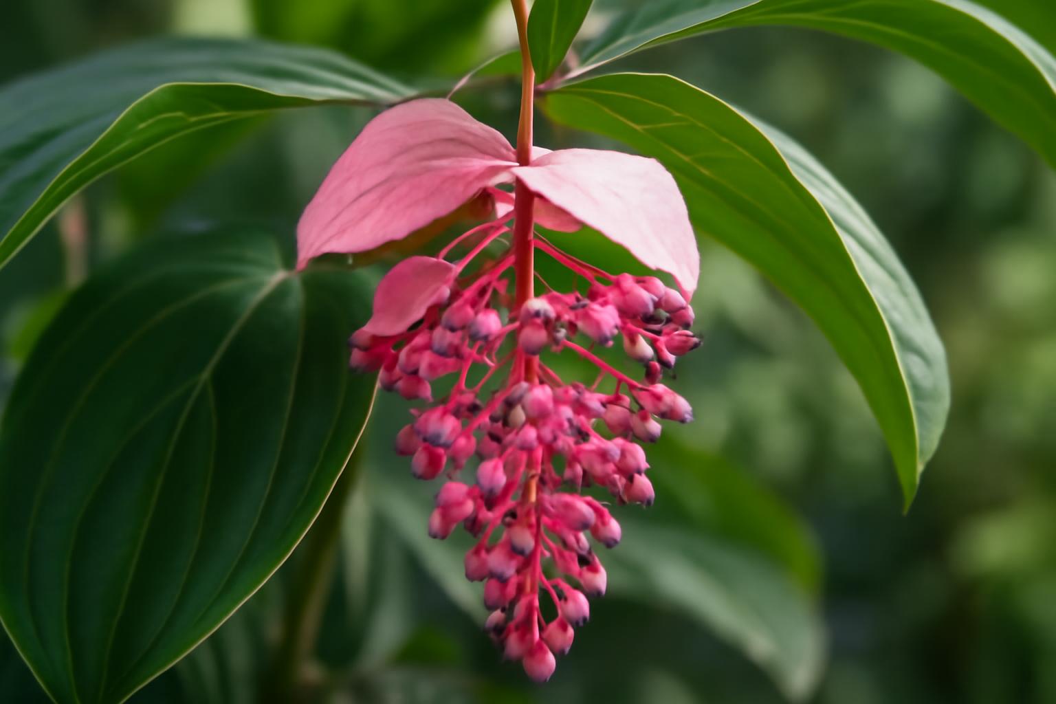 A medinilla (Medinilla magnifica) bemutatása, gondozása
