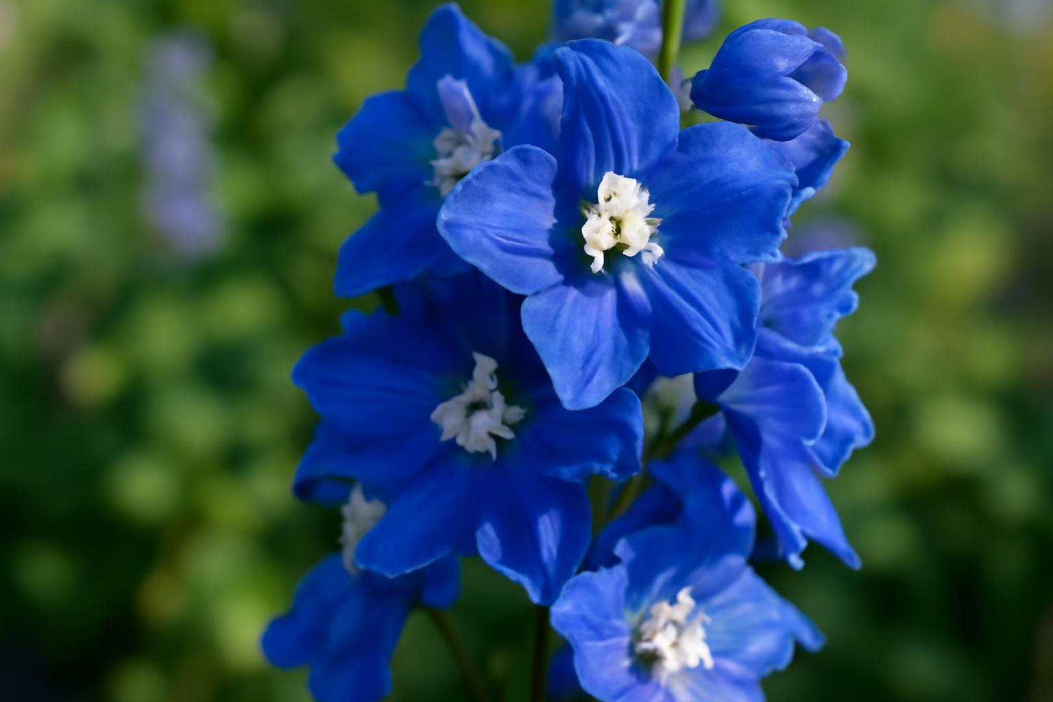 A sarkantyúfű (Delphinium) bemutatása, gondozása