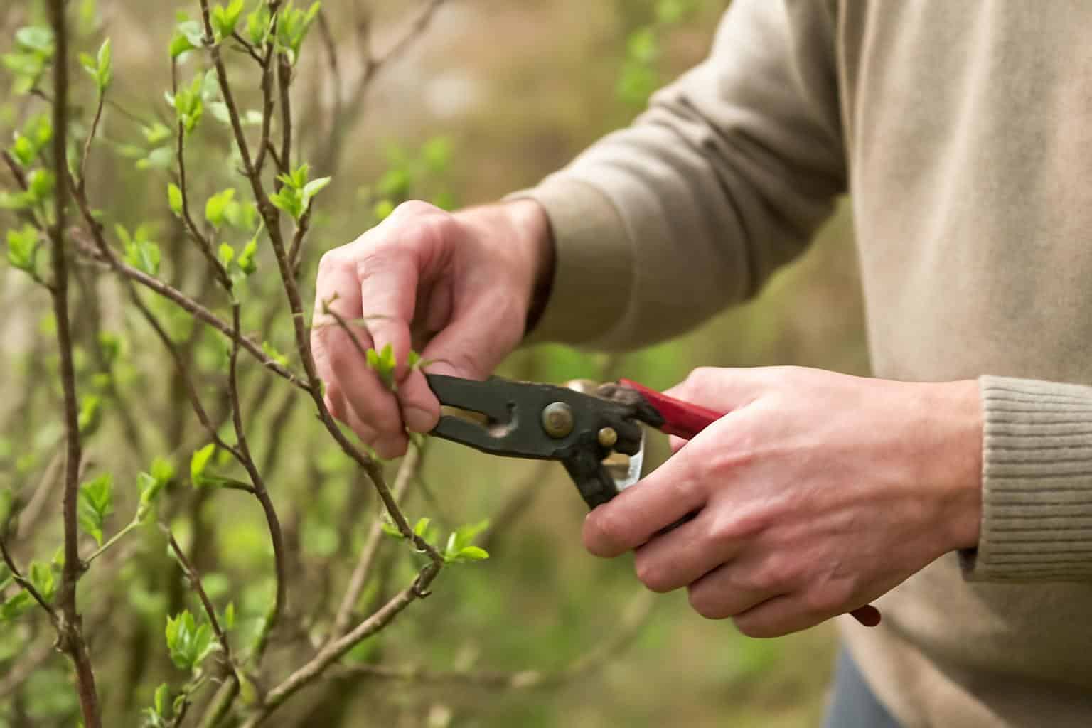 Metszés tavasszal: mit, mikor és hogyan vágj vissza?