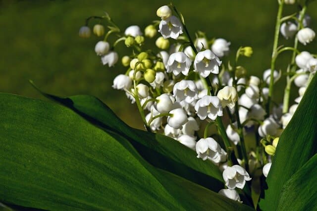 A gyöngyvirág (Convallaria majalis) gondozása, ültetése, teleltetése és szaporítása