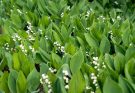 A gyöngyvirág (Convallaria majalis) gondozása, ültetése, teleltetése és szaporítása