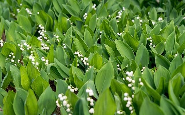 A gyöngyvirág (Convallaria majalis) gondozása, ültetése, teleltetése és szaporítása