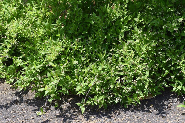 Karcsú gyöngyvirágcserje (Deutzia gracilis) ültetése, gondozása, szaporítása