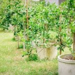 Gyümölcsfa telepítés: Hogyan lehet megfelelően telepíteni a gyümölcsfákat a kertben?