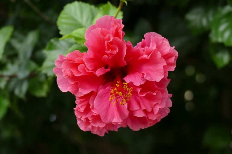 Hibiszkusz, a természetes gyógynövény