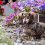 Hogyan tartsunk kutyát és rendezett kertet?