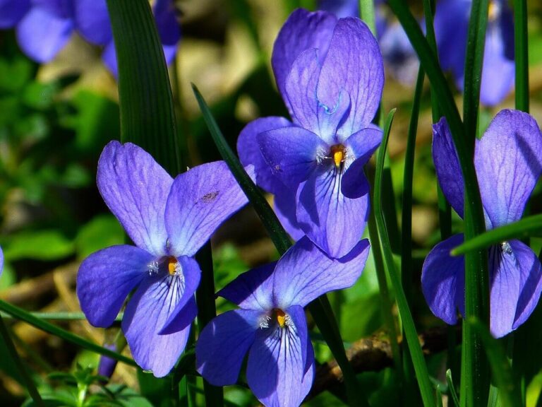 Ibolya (Viola odorata)