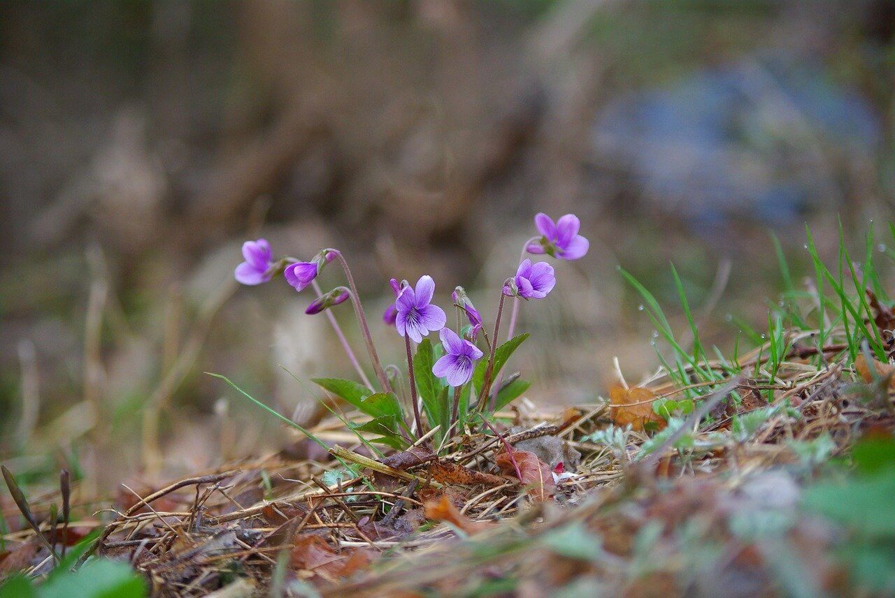 Illatos Ibolya (Viola odorata)