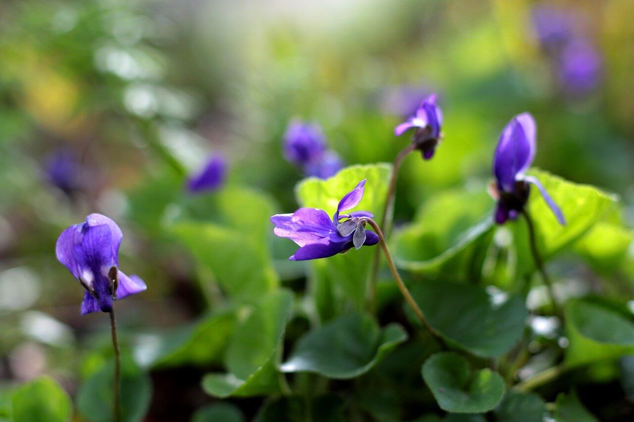 Ibolya (Viola odorata)