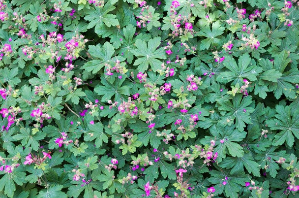 Illatos Gólyaorr (Geranium macrorrhizum) 