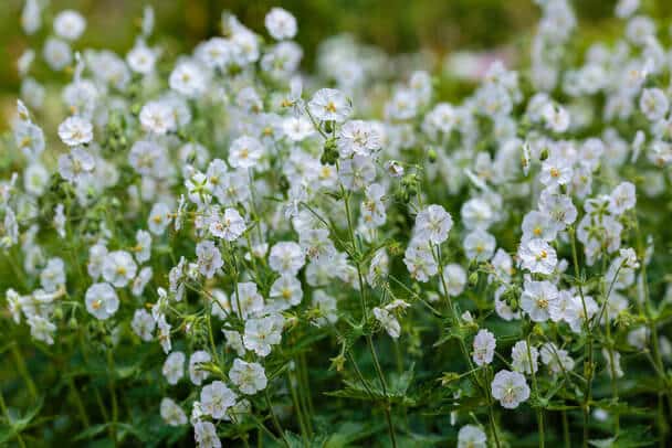 Illatos Gólyaorr (Geranium macrorrhizum) 