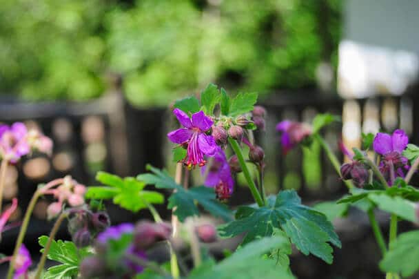 Illatos Gólyaorr (Geranium macrorrhizum) 