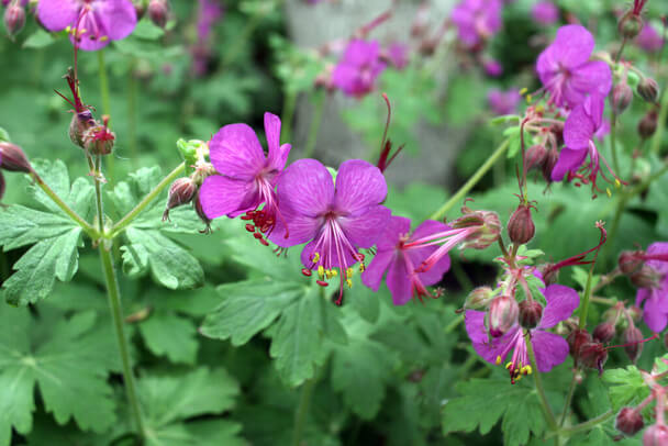 Illatos Gólyaorr (Geranium macrorrhizum) 