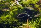 Az indiai vízicsillag (Hygrophila polysperma)