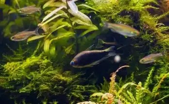 Az indiai vízicsillag (Hygrophila polysperma)
