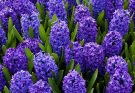 Jácint (Hyacinthus orientalis)